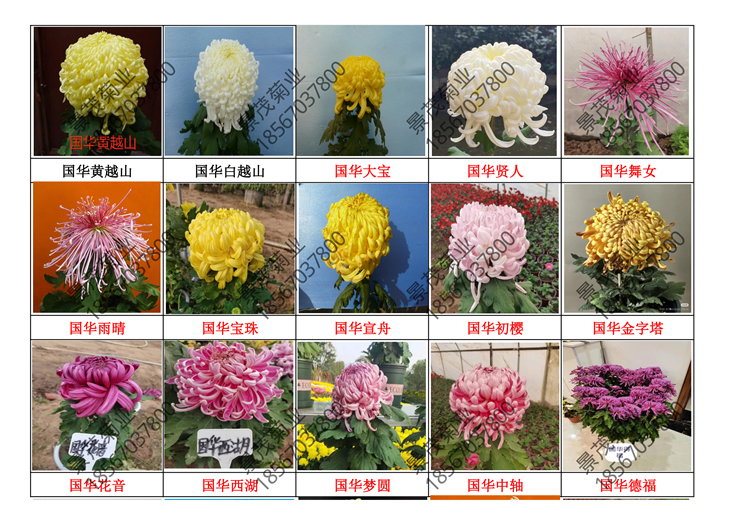 2026年可批发菊花品种图片